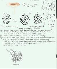 Russula umerensis image