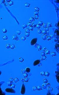 Entoloma gasteromycetoides image