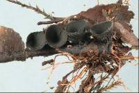 Plectania rhytidia image
