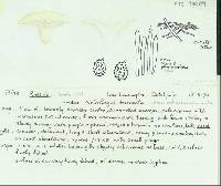 Russula littoralis image