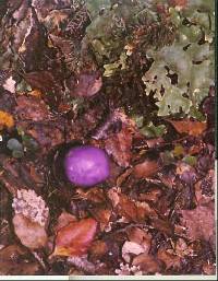 Cortinarius porphyroideus image