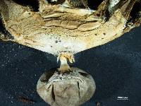 Geastrum tenuipes image