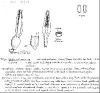 Pseudocolus fusiformis image