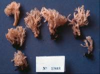 Clavulina coralloides image