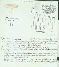 Russula umerensis image