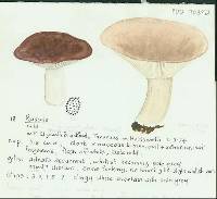 Russula griseostipitata image