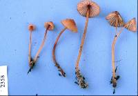 Mycena ura image