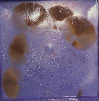 Galerina patagonica image