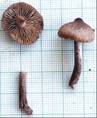 Inocybe curvipes image