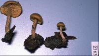 Galerina patagonica image