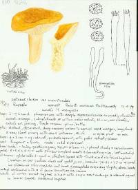 Lactarius clarkeae image