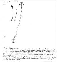 Mycena miniata image