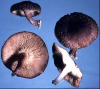 Lentinula edodes image