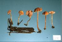 Laccaria glabripes image