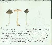 Entoloma asprelloides image