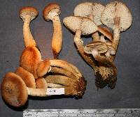 Armillaria aotearoa image