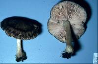 Pluteus velutinornatus image