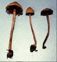 Melanophyllum haematospermum image