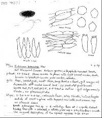 Entoloma botanicum image