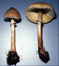 Macrolepiota dolichaula image