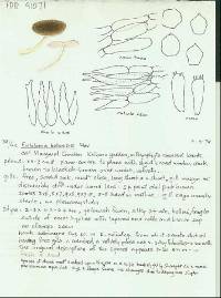 Entoloma botanicum image