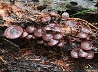 Mycena podocarpi image