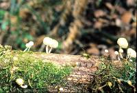 Mycena austrororida image