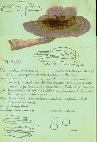 Pluteus velutinornatus image