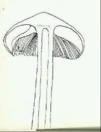 Psathyrella asperospora image