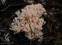 Ramaria purpureopallida image