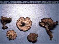 Cantharellus umbriceps image