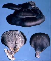 Pleurotus rattenburyi image