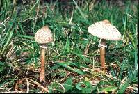 Macrolepiota dolichaula image