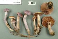 Cortinarius salor image