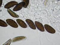 Daldinia dennisii var. microspora image