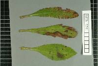 Coleosporium tussilaginis image