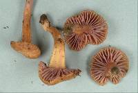 Hygrocybe lilaceolamellata image