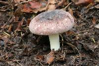 Russula atroviridis image