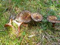 Austropaxillus squarrosus image