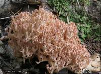 Ramaria rubripermanens image