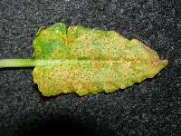 Puccinia kirkii image