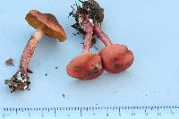 Dermocybe cardinalis image