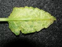 Puccinia kirkii image