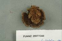 Coltricia cinnamomea image