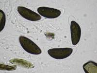 Daldinia dennisii var. microspora image