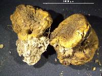 Scleroderma flavidum f. macrosporum image