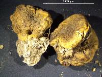 Scleroderma flavidum image