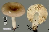 Russula purpureotincta image