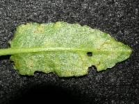 Puccinia kirkii image