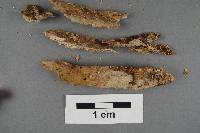 Hyphodontia subalutacea image